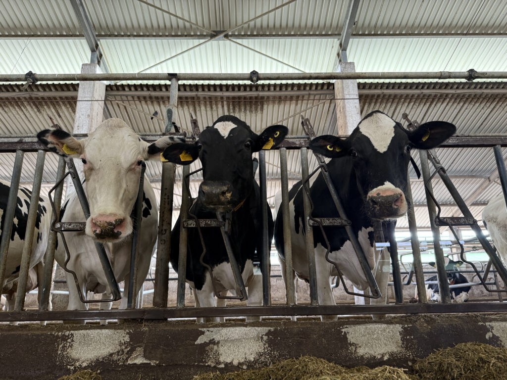 Yataklık Durak Demiri Seti